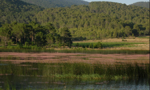 Imagen de Laguna de Talayuelas: microrreserva 5 estrellas