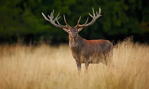 Imagen de La berrea en los montes de Cuenca: un espectáculo natural único