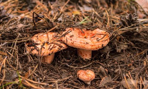 Imagen de LA BÚSQUEDA DE SETAS EN LA SERRANÍA DE CUENCA: UN TESORO NATURAL EN OTOÑO