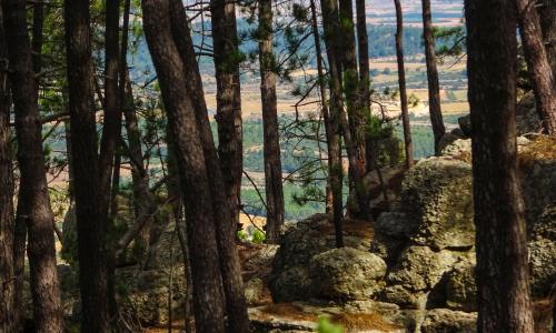 Imagen de Sierra de Talayuelas y Aliaguilla: un mar de pinos en la Serranía Baja de Cuenca